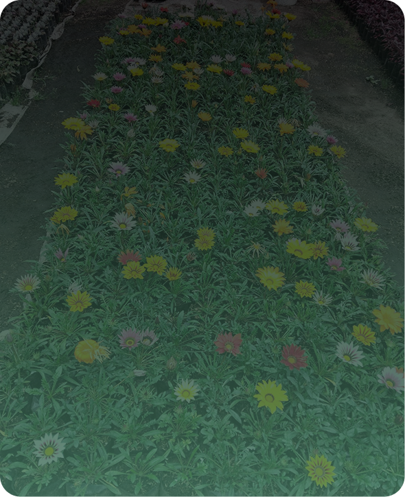 Plantas ornamentales