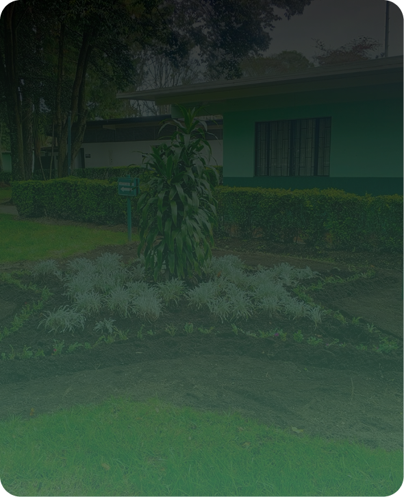 Plantas ornamentales