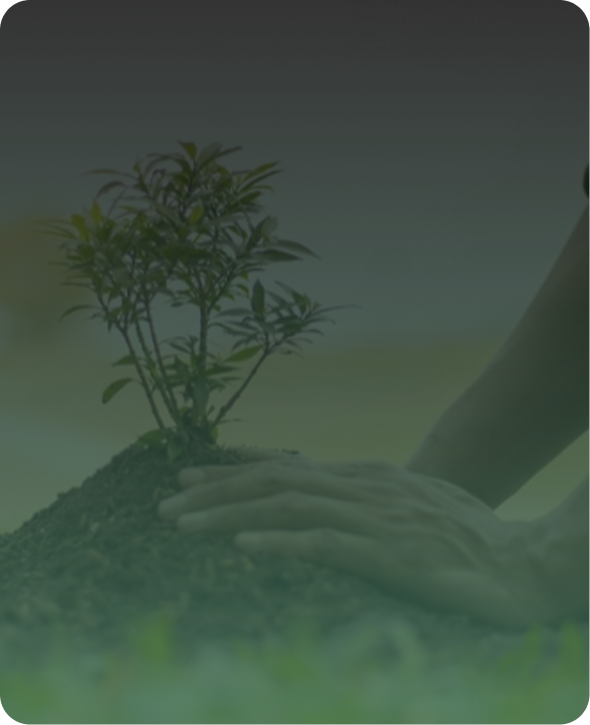 Plantas ornamentales