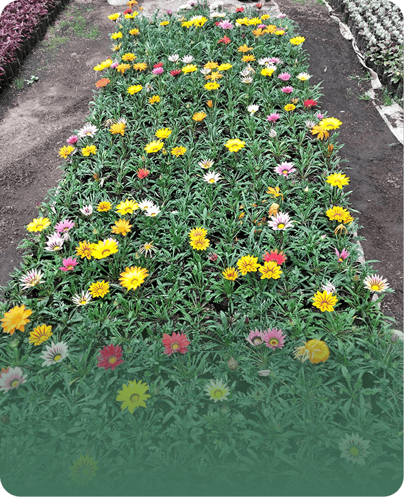 Material Vegetal